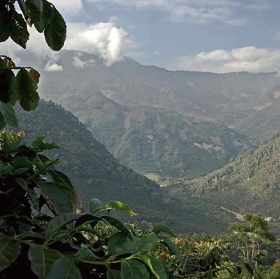 Guatemala | Giới thiệu hạt cà phê dòng tuyển chọn nhập môn vùng trồng cà phê