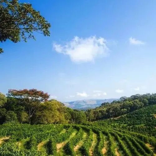 Giới thiệu hạt cà phê dòng tuyển chọn nhập môn vùng trồng cà phê Brazil