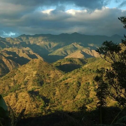 Honduras | Giới thiệu các vùng trồng cà phê và giống cà phê