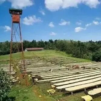 Kenya | Giới thiệu hạt cà phê Azalia vùng trồng cà phê