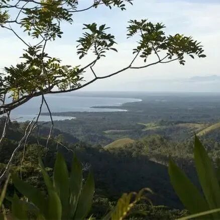 Papua New Guinea | Giới thiệu về vùng trồng cà phê, giống cà phê và hạt cà phê Chim Thiên Đường