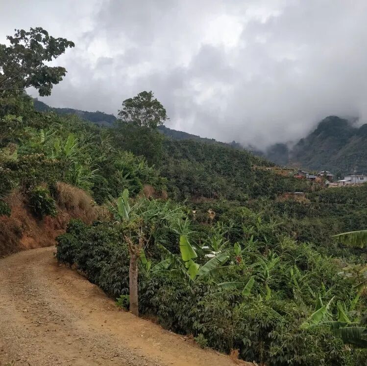 Các quốc gia sản xuất cà phê Trung Mỹ: Giới thiệu về sự phát triển cà phê Costa Rica