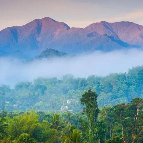 Jamaica | Giới thiệu cà phê Blue Mountain No.1 từ vùng trồng cà phê