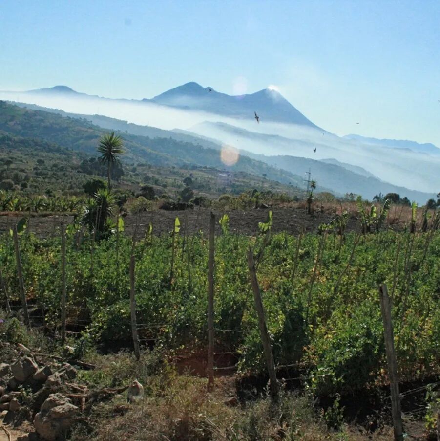 Nicaragua | Giới thiệu về môi trường trồng trọt, vùng trồng cà phê và phân loại cà phê