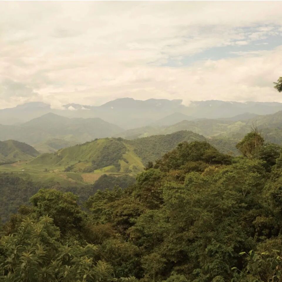 Ecuador | Giới thiệu về vùng trồng cà phê và giống cà phê