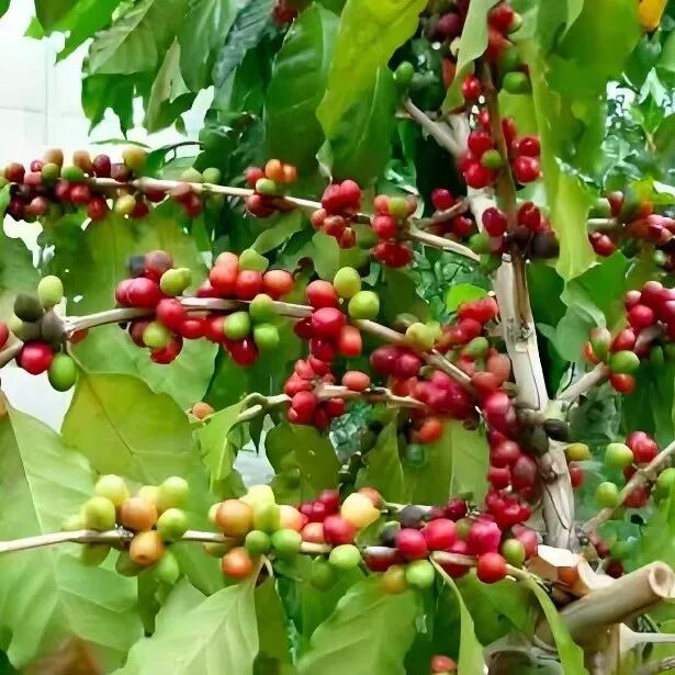 Yemen｜Một trong những vùng trồng cà phê của châu Á