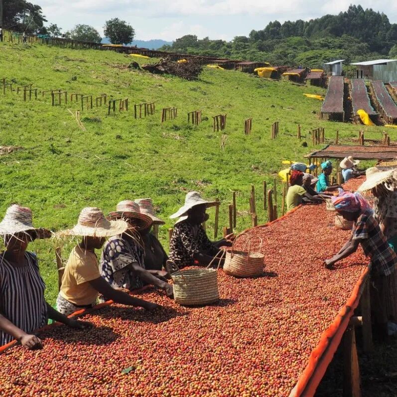 Sidamo | Vùng cà phê Bensa
