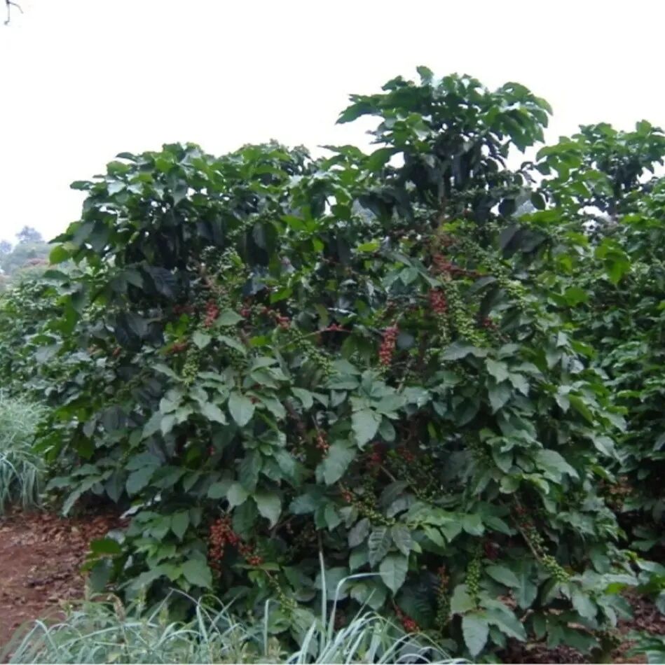 Tại sao một số vùng trồng chỉ sản xuất một vài giống cà phê cố định?