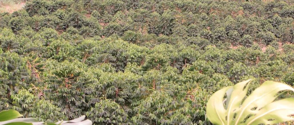 Giới thiệu giống cà phê vùng sản xuất Kona, Hawaii, Hoa Kỳ