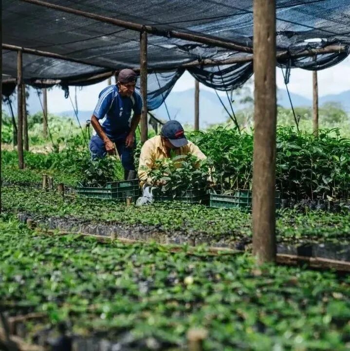 Giới thiệu các estate cà phê nổi tiếng ở Ecuador, Nam Mỹ: Finca Fertilidad, Finca Papaya