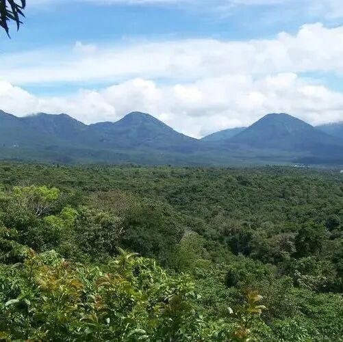 Giới thiệu về vùng trồng cà phê, giống cà phê Pacas, Pacamara của El Salvador, quốc gia Trung Mỹ