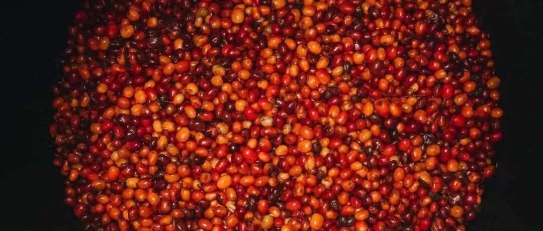 Tại sao các phương pháp chế biến cà phê hiện nay ngày càng phức tạp?