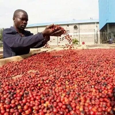 Giới thiệu về vùng trồng cà phê và giống cà phê của quốc gia châu Phi Uganda