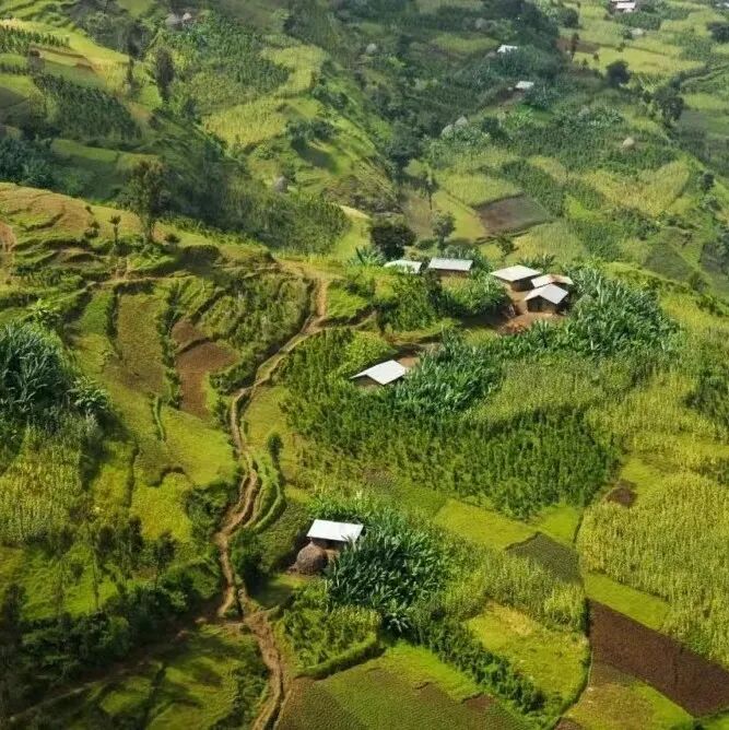 Các tiểu vùng sản xuất Sidamo của Ethiopia: Yirgacheffe, Guji