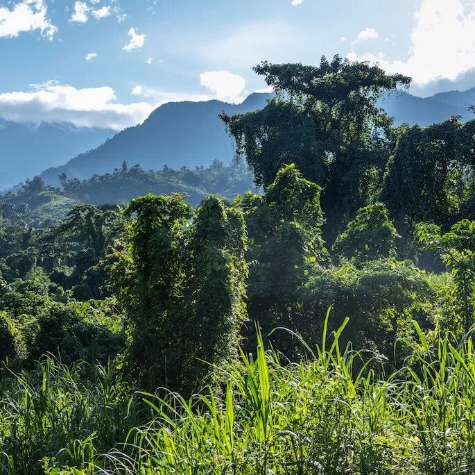 Giới thiệu về các giống cà phê và vùng trồng cà phê tại Cộng hòa Dân chủ Congo, quốc gia Trung Phi