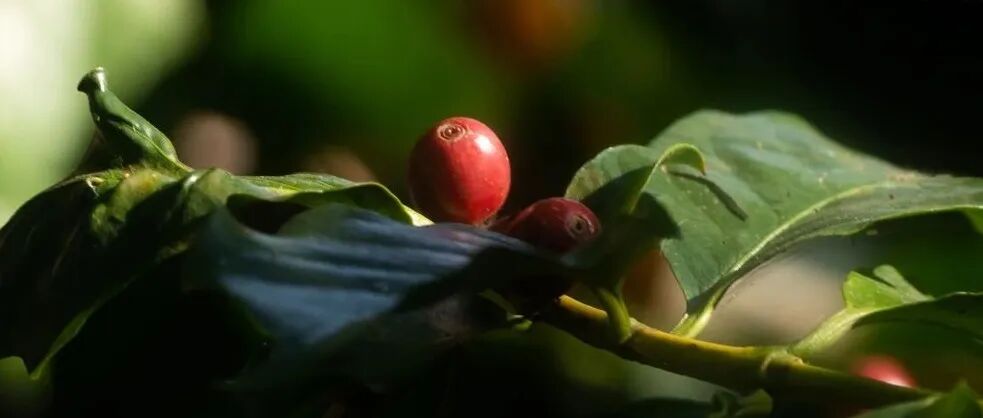 Một bài viết, giúp bạn hiểu rõ cấu tạo của quả cà phê và hạt cà phê!