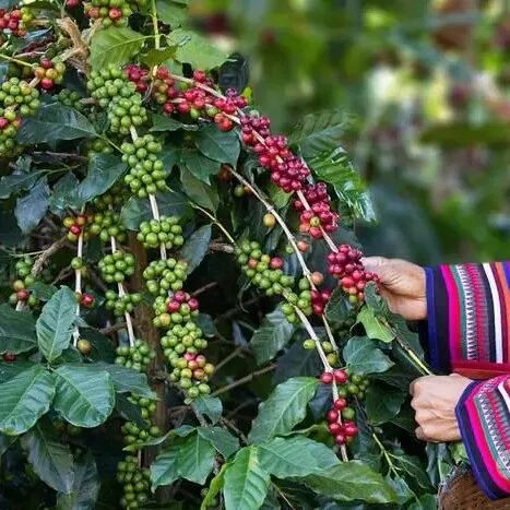 Giới thiệu về các giống cà phê được trồng ở vùng sản xuất cà phê Thái Lan, một quốc gia châu Á