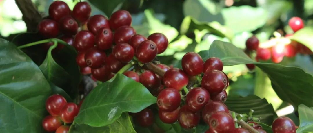 Kết quả COE Mexico được công bố, giới thiệu các giống đoạt giải Obata, Marsellesa, Oro Azteca