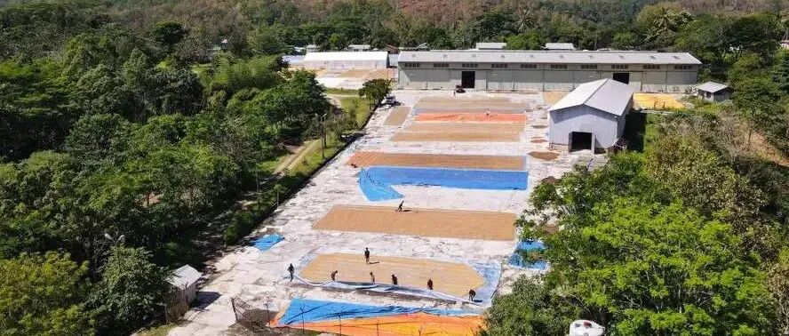 Giới thiệu về vùng trồng cà phê và giống cà phê của Đông Timor, một quốc gia châu Á