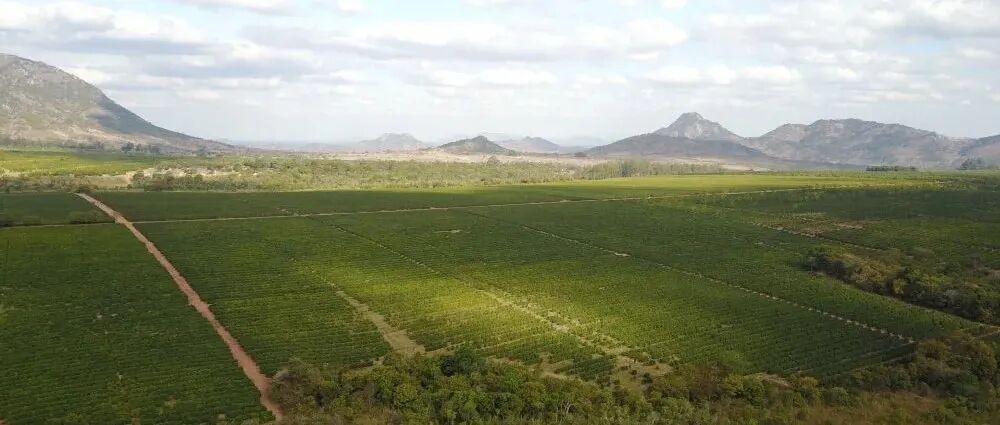 Giới thiệu về vùng trồng cà phê và giống cà phê tại Malawi, một quốc gia châu Phi