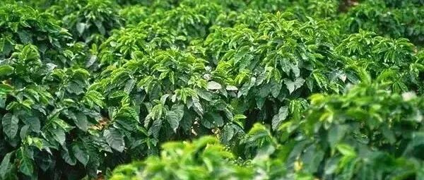 Giới thiệu về vùng trồng cà phê, giống cà phê và sự phát triển ngành cà phê tại Myanmar - quốc gia châu Á