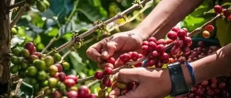 Lịch sử phát triển cà phê, các vùng trồng cà phê và giới thiệu phân loại giống cà phê của Honduras ở Trung Mỹ