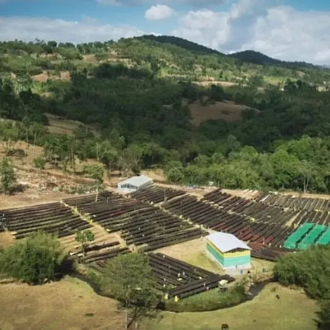Ethiopia | Hạt cà phê Alo vùng Bensa, khu vực Sidama