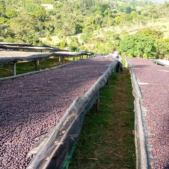 Giới thiệu vùng trồng cà phê vô địch TOH năm 2024 của Ethiopia