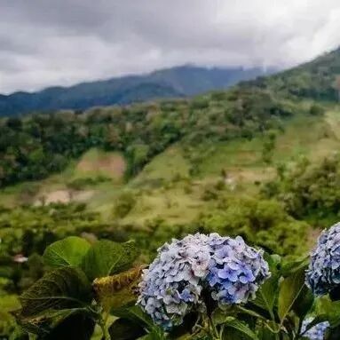 Giới thiệu về Estate Deborah, vùng sản xuất Volcán, Panama