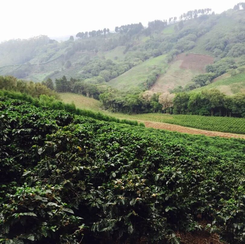 Bảng xếp hạng COE năm 2024 của Costa Rica đã công bố, giới thiệu giống cà phê đoạt giải San Roque