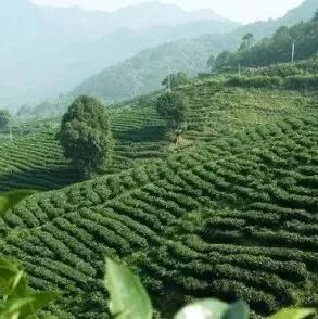 Kenya | Giới thiệu nhà máy chế biến Domaine ở vùng trồng cà phê Kirinyaga