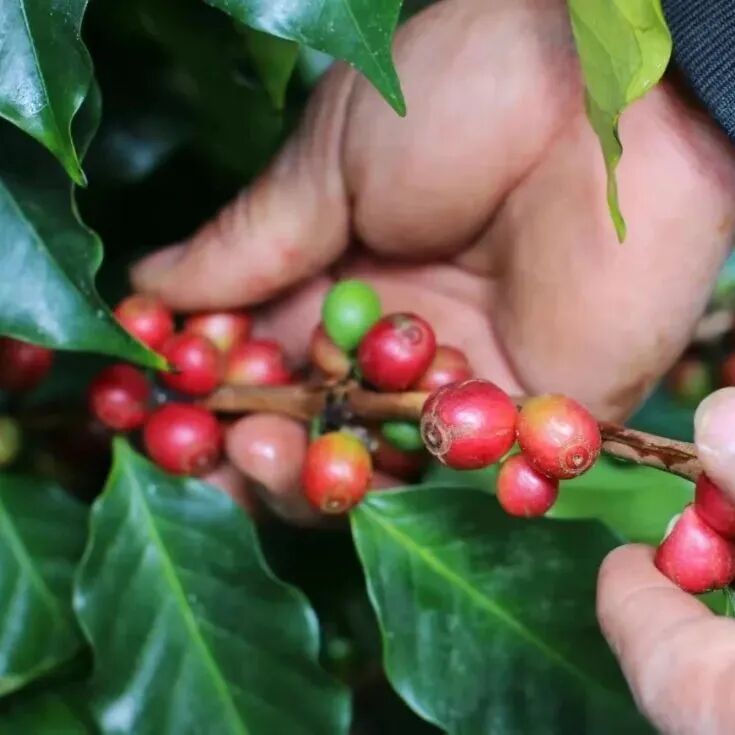 Bạn có biết không? Luật pháp của quốc gia này nghiêm cấm trồng Robusta