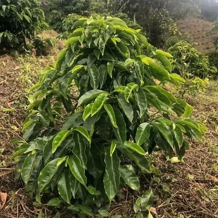 Giới thiệu giống Chiroso - Quán quân nhóm đa giống Best of Panama BOP 2024