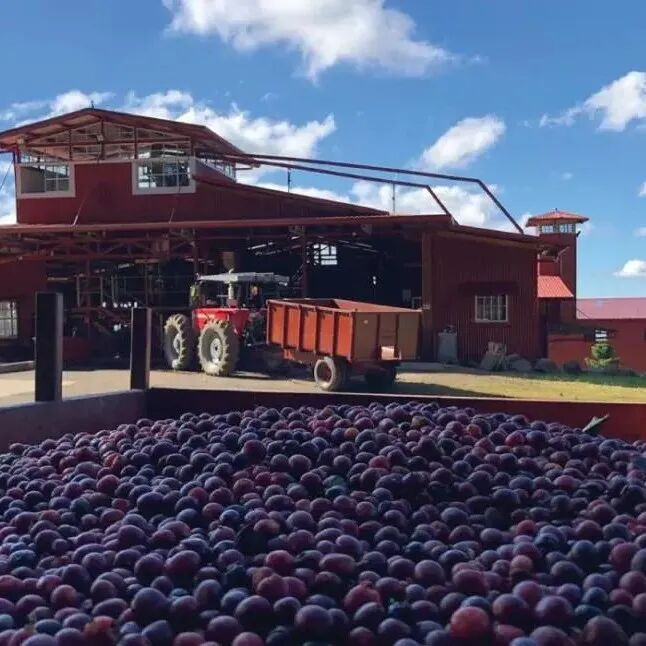 Costa Rica | Giới thiệu về trang trại Blue Volcano ở vùng thung lũng phía Tây