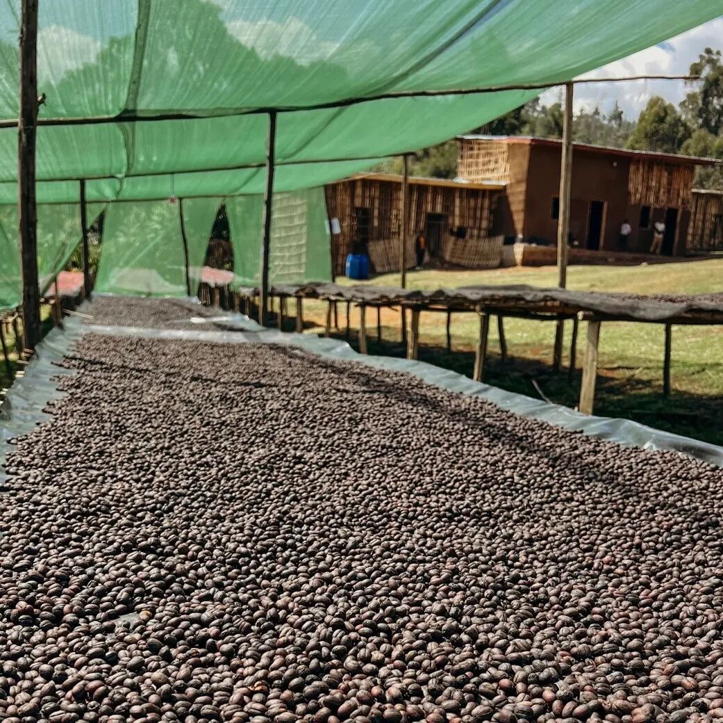 Giới thiệu hạt cà phê Elto vùng Bensa, khu vực Sidamo, Ethiopia