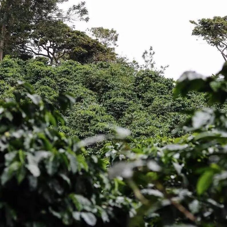 Giới thiệu về Elida Estate - Quán quân nhóm chế biến ướt Best of Panama BOP 2024