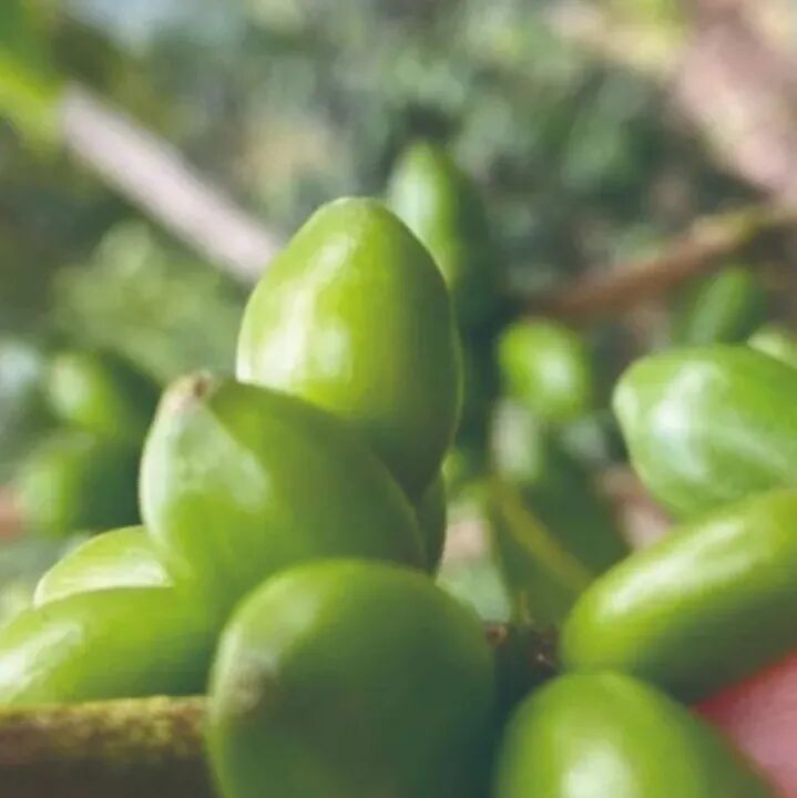 Papayo là giống gì, giới thiệu giống cà phê mới Papayo