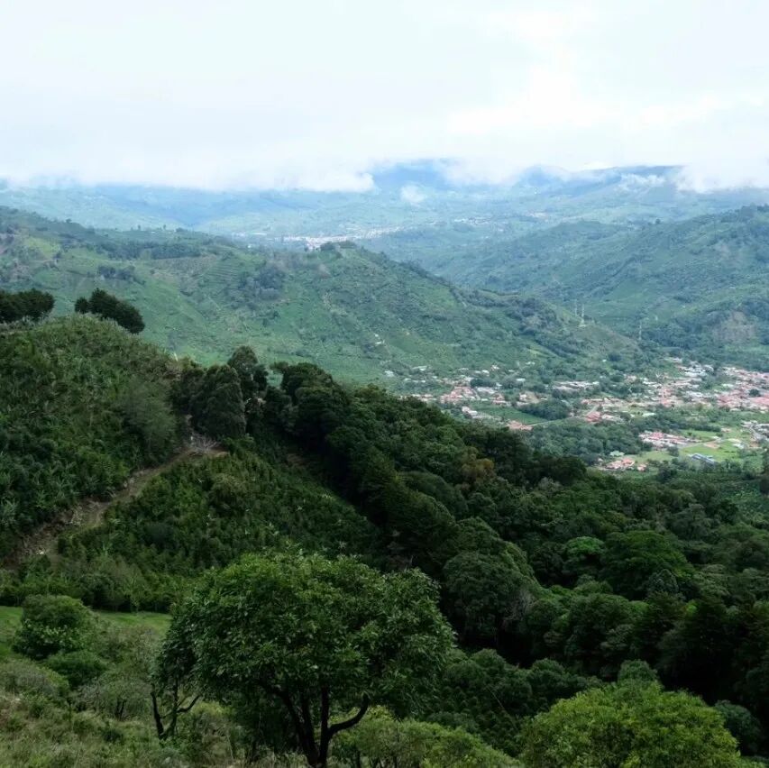 Giới thiệu Hacienda Santa Teresa - Quán quân nhóm chế biến ướt COE năm 2024 của Costa Rica