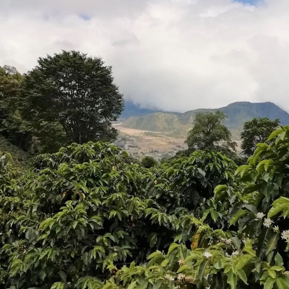 Panama | Giới thiệu Carmen Estate vùng Volcán