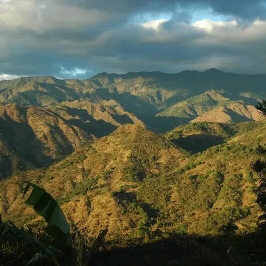Giới thiệu về trang trại La Salsa - Quán quân COE Honduras 2024