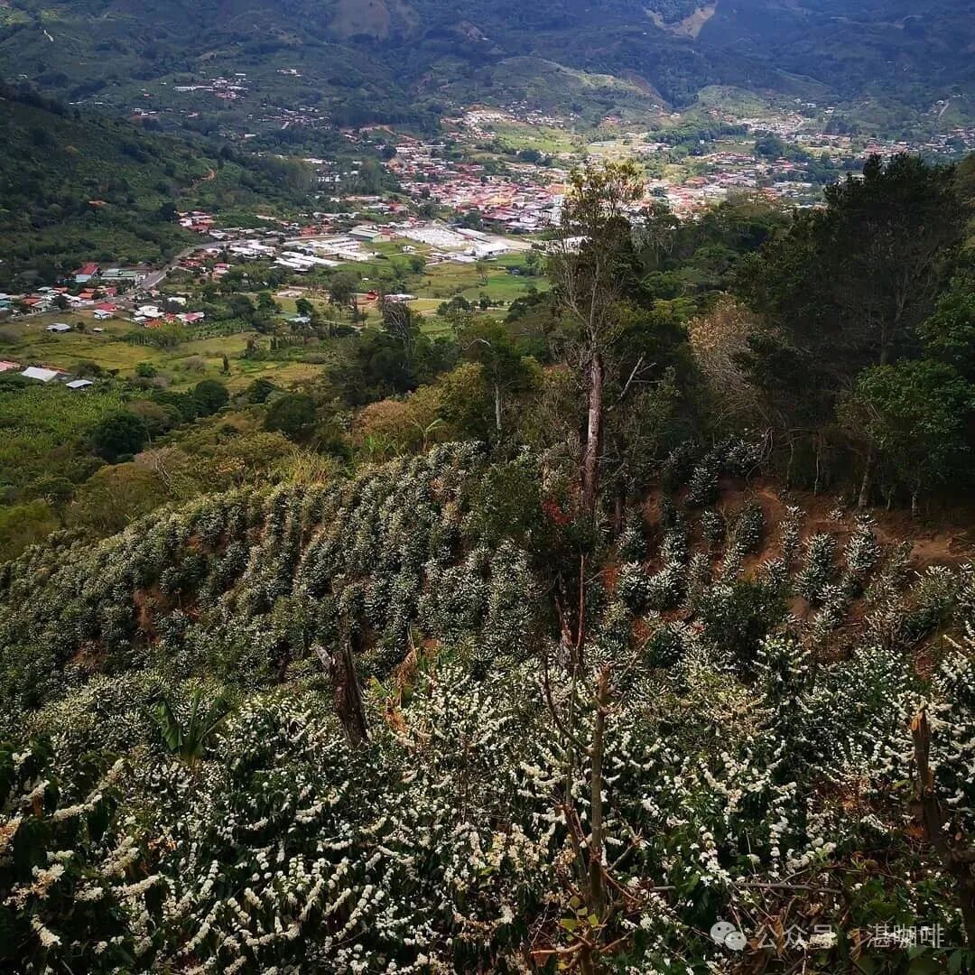 Costa Rica | Giới thiệu về Hacienda Don Cayito, vùng Tarrazú
