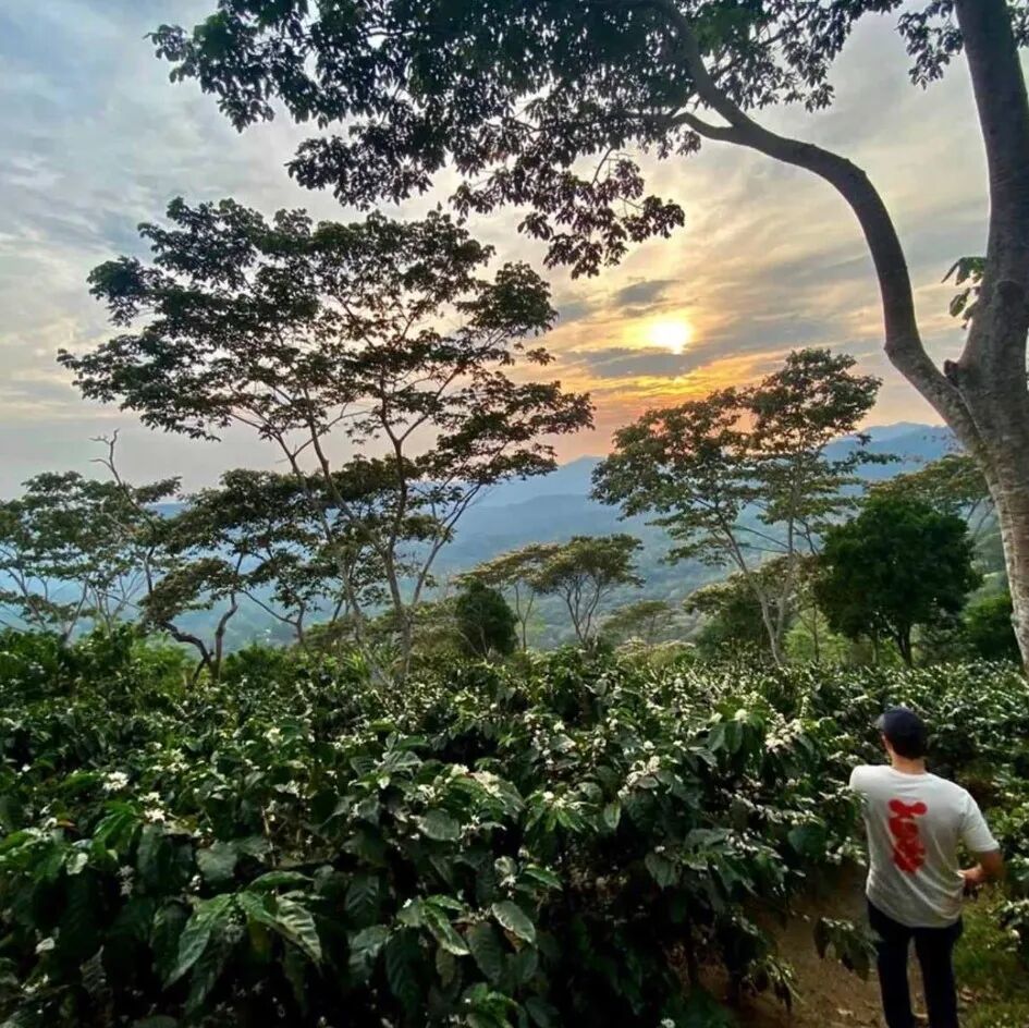 Giới thiệu về Finca Alpes, Quán quân Cup of Excellence (COE) Nicaragua 2024