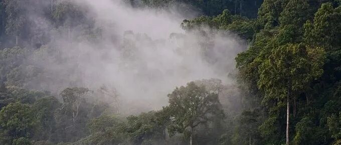 Rừng Kaffa — vùng đất khởi nguồn của cà phê