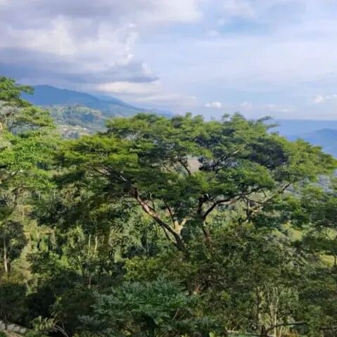 Giới thiệu về trang trại Casablanca, vùng Santander, Colombia