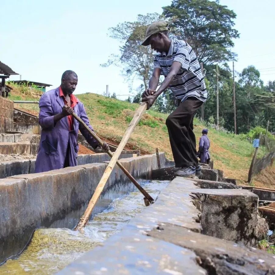 Kenya | Giới thiệu về vùng trồng cà phê Kirinyaga