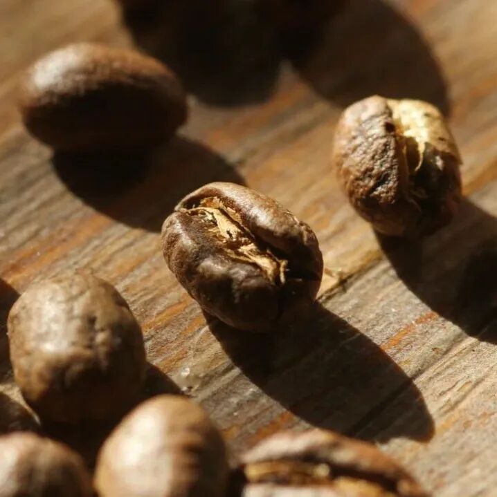 Thật hay đùa đây! Cà phê hạt tròn liệu có hương vị xuất sắc hơn hạt dẹt?