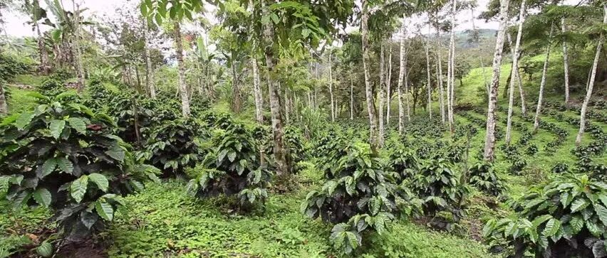 Giới thiệu về El Molino Estate ở tỉnh Loja, vùng trồng cà phê Ecuador