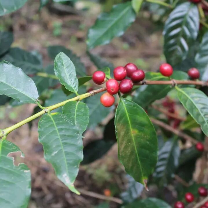 Lịch sử và giới thiệu về giống cà phê nổi tiếng Typica