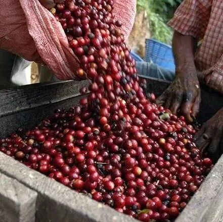 Sidamo hay Sidama? Giới thiệu về vùng sản xuất Sidama của Ethiopia