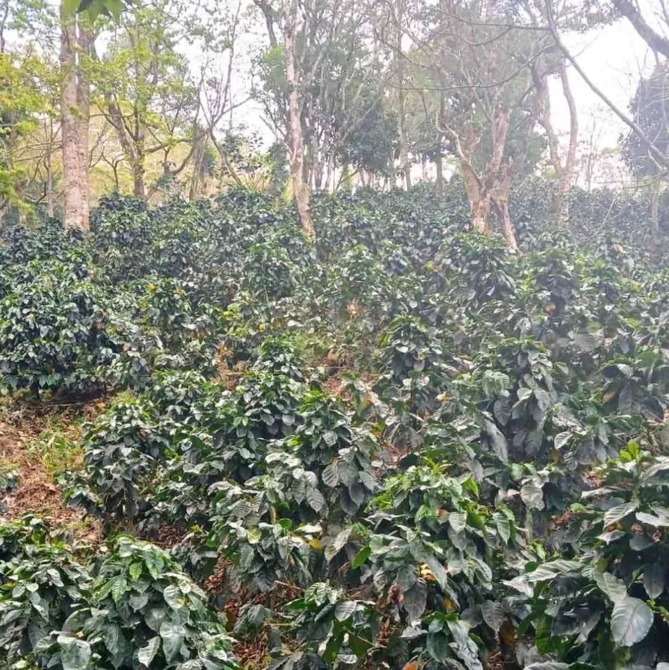 Giới thiệu vùng trồng cà phê Nueva Segovia của Nicaragua, Trung Mỹ